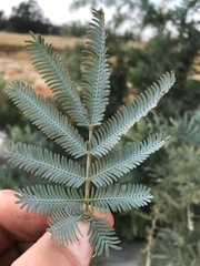Acacia baileyana