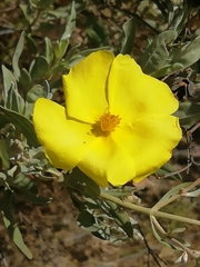 Cistus halimifolius