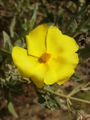Cistus halimifolius