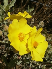 Cistus halimifolius