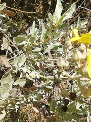 Cistus halimifolius