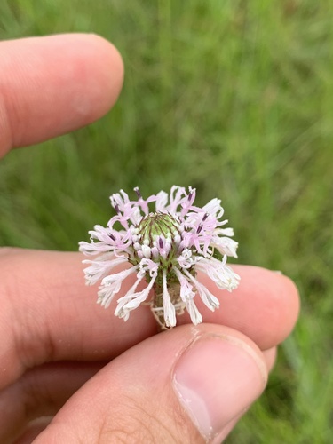 Image of Marshallia graminifolia by no rights reserved
