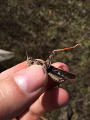 Pardalophora apiculata