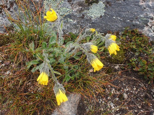 Image of Hieracium alpinum by (c) Louis Imbeau, some rights reserved (CC BY)