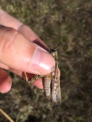 Pardalophora apiculata