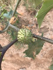 Datura stramonium