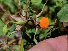 Phragmidium tuberculatum