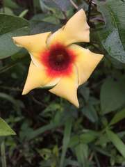 Mandevilla