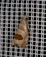 Notocelia uddmanniana