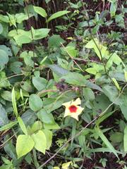 Mandevilla