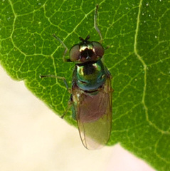 Microchrysa polita