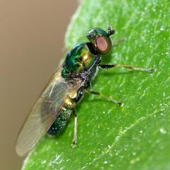 Microchrysa polita