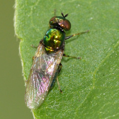 Microchrysa polita