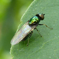 Microchrysa polita
