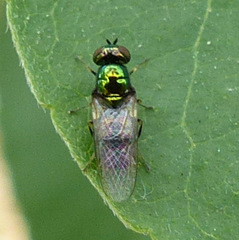 Microchrysa polita