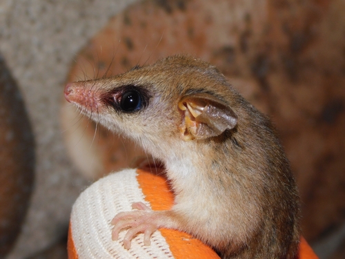 Chacoan Mouse Opossum