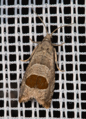 Notocelia uddmanniana