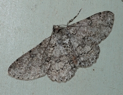 Ascotis reciprocaria