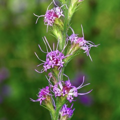 Liatris tenuis