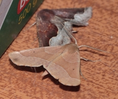 Drepanogynis ectoglauca