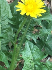 Taraxacum
