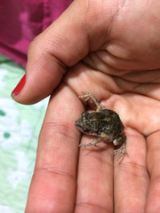 Eleutherodactylus nitidus