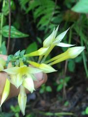 Lisianthius seemannii