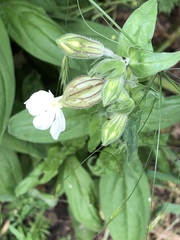 Silene latifolia