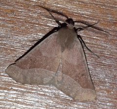 Drepanogynis cnephaeogramma