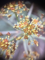 Lomatium rigidum
