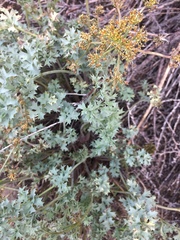 Lomatium rigidum