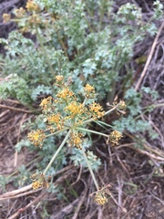 Lomatium rigidum