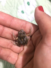 Eleutherodactylus nitidus