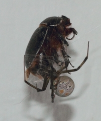 Temnorhynchus