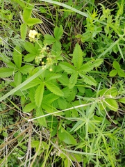 Potentilla chrysantha
