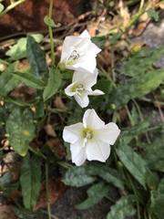 Convolvulus arvensis