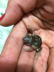 Eleutherodactylus nitidus