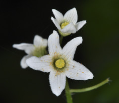 Marah oregana