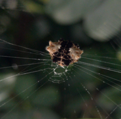 Gasteracantha mediofusca