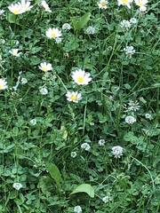 Leucanthemum vulgare