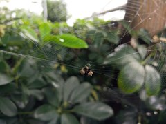 Gasteracantha mediofusca
