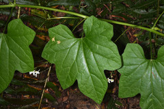 Marah oregana