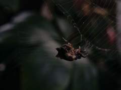 Gasteracantha mediofusca