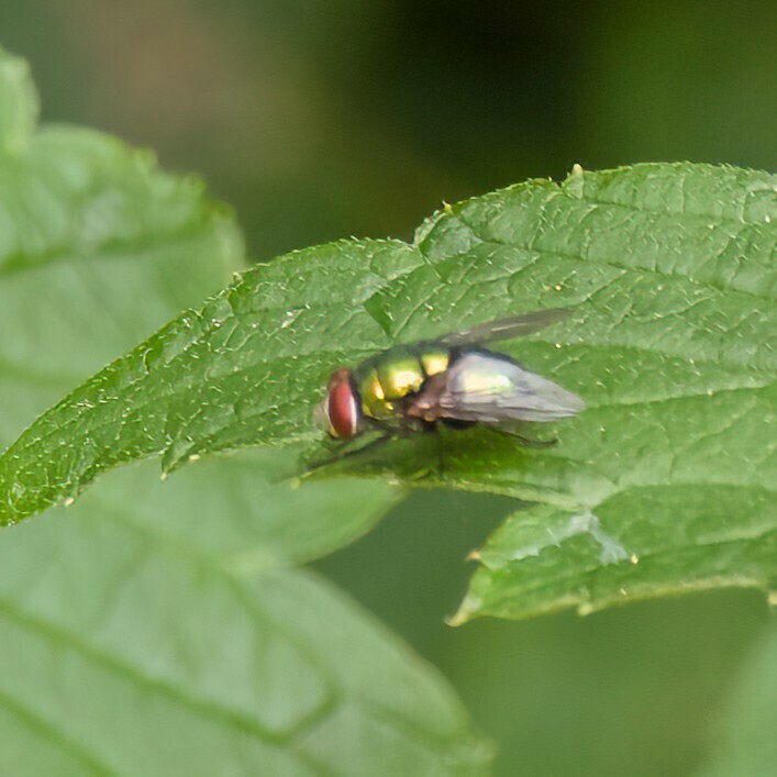 Common European Greenbottle Fly from Baie-D'Urfe, QC, Canada on August ...