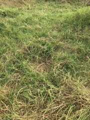 Cenchrus clandestinus