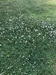 Leucanthemum vulgare