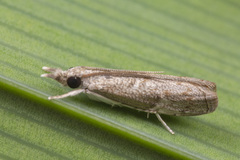 Culladia hastiferalis