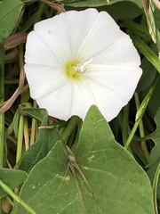 Convolvulus arvensis