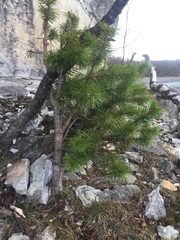 Pinus sylvestris sylvestris