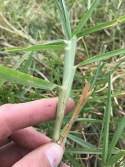 Cenchrus clandestinus